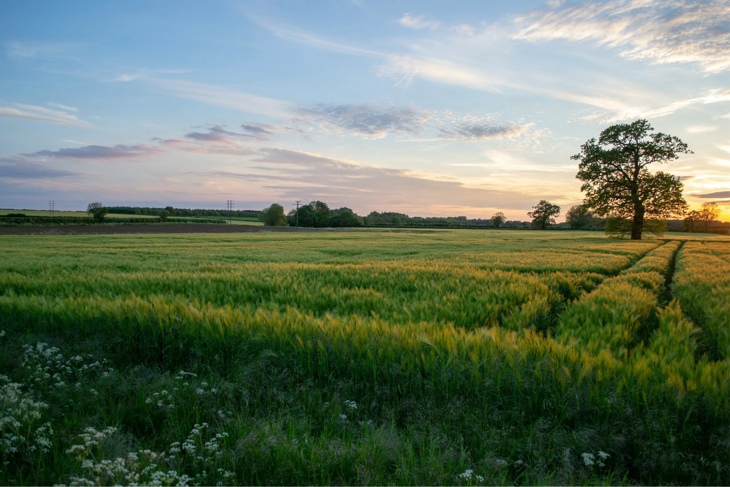 Field