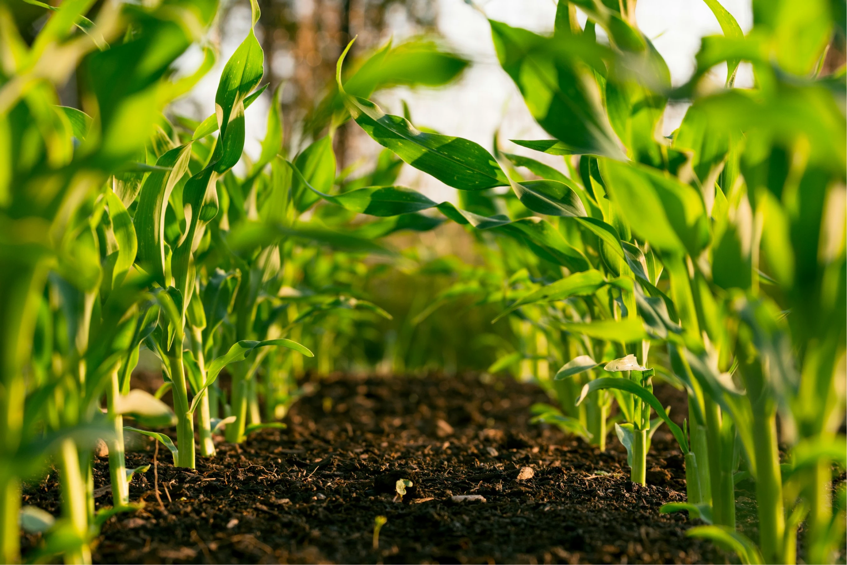 Agricultural field