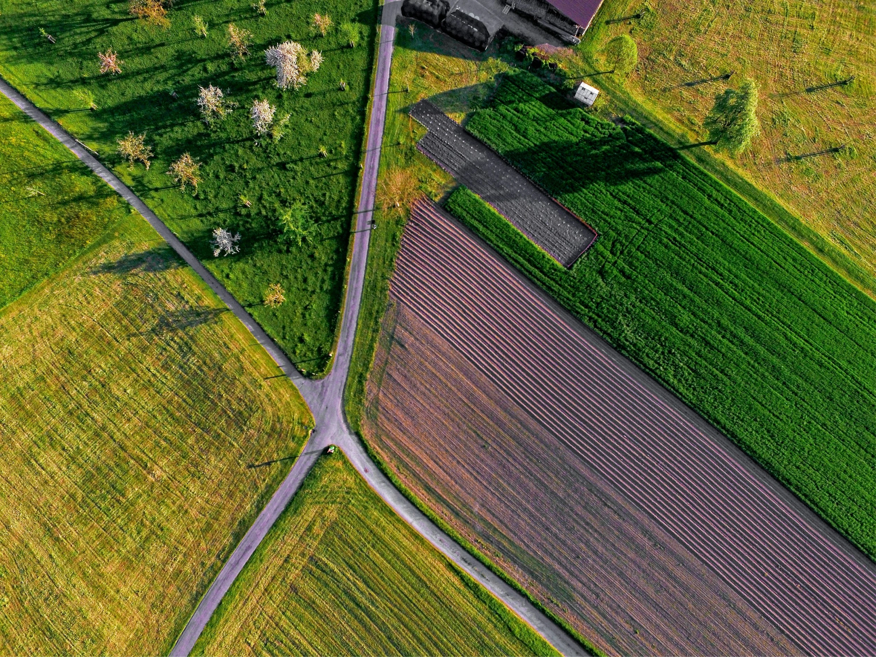 Aerial view of agricultural fields