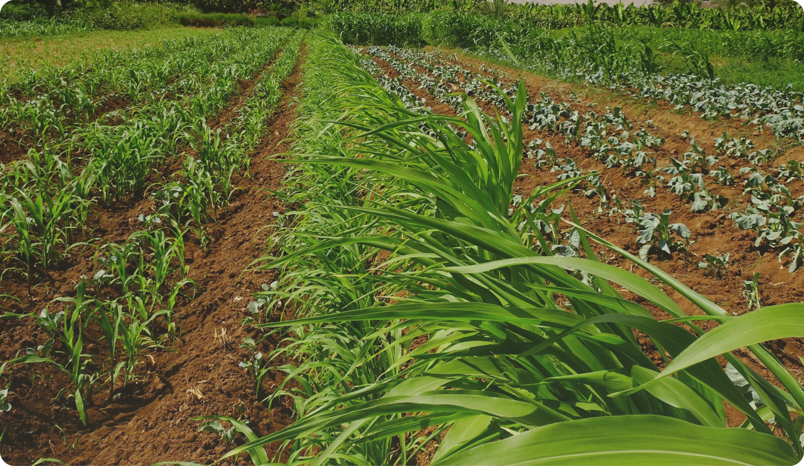 Agricultural landscape